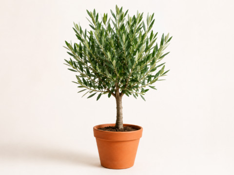 Olivenbaum im Topf, ca. 80 cm hoch