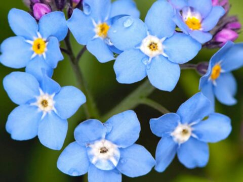 Nahaufnahme blauer fünfblättriger Blüten mit weißen bis gelben Zentren und rosavioletten Knospen