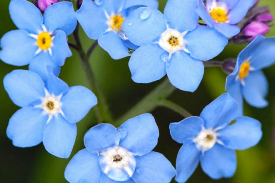 Nahaufnahme blauer fünfblättriger Blüten mit weißen bis gelben Zentren und rosavioletten Knospen