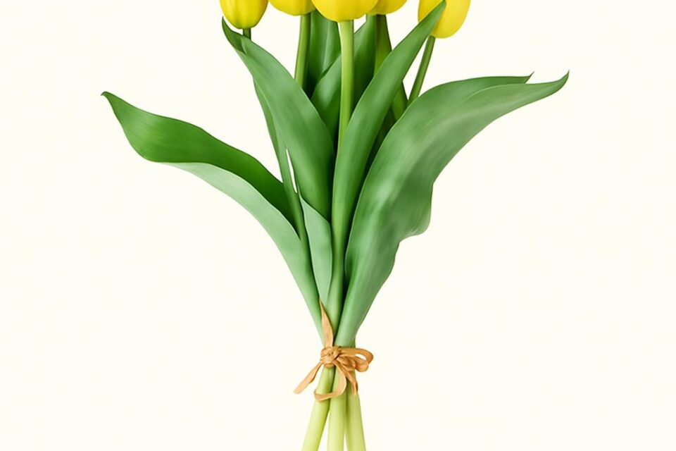 Gebundener Strauß aus gelben Tulpen mit grünen Blättern vor weißem Hintergrund