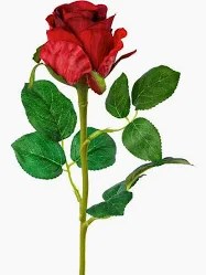 Einzelne rote Rosenblüte an langem grünem Stiel mit mehreren gefiederten Blättern vor weißem Hintergrund