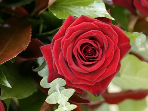 Nahaufnahme einer geöffneten roten Rosenblüte zwischen grünem und silbrigem Blattwerk