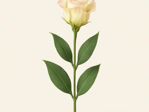Eustoma (Lisianthus)