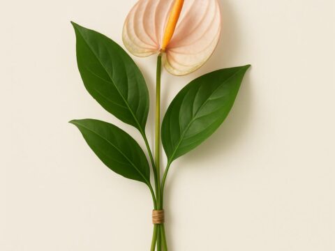 Anthurium einzeln kaufen — Schnittblume pro Stiel im Polisi Gartencenter Wien