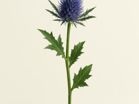Distel einzeln kaufen — Schnittblume pro Stiel im Polisi Gartencenter Wien